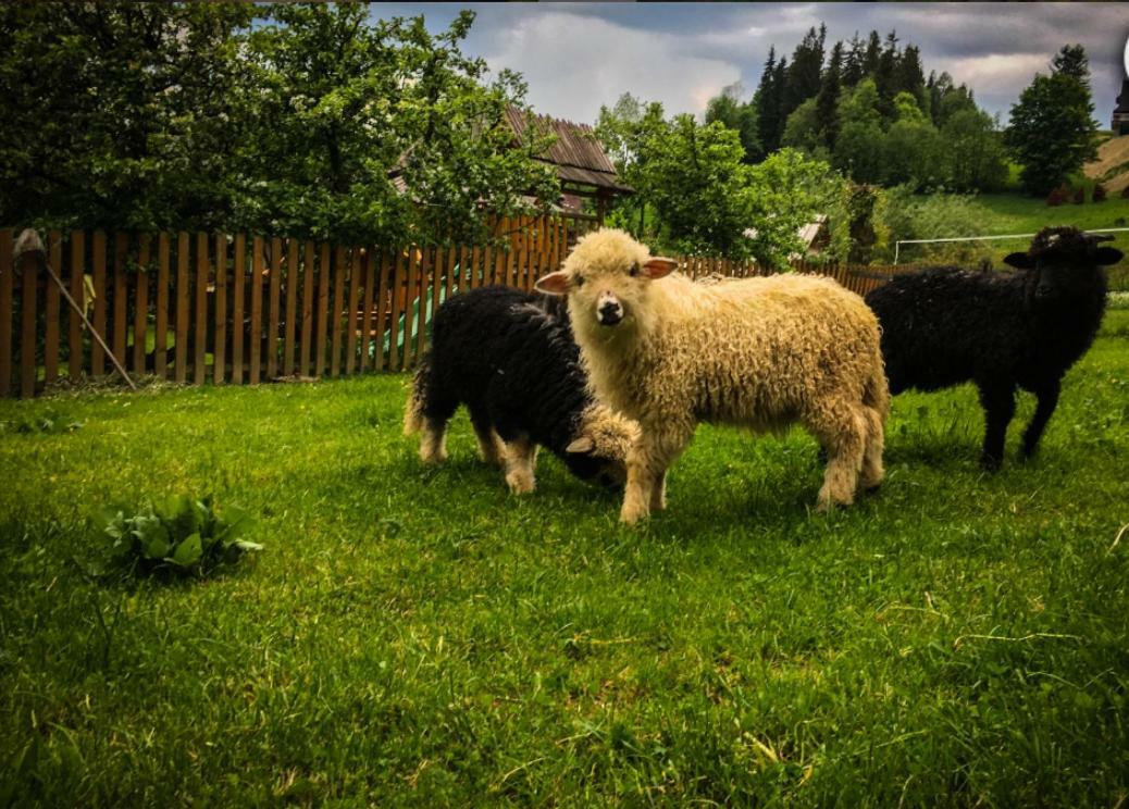 Agrotatry U Stachy Vila Bukowina Tatrzańska Exterior foto